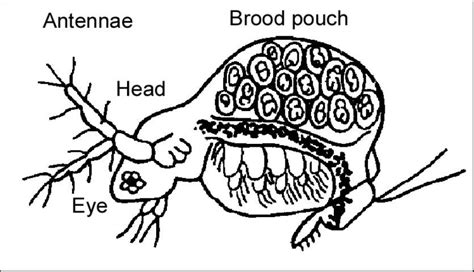 Culture Techniques of Moina : The Ideal Daphnia for Feeding .